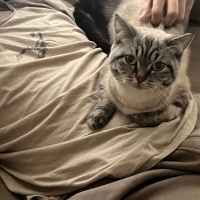 Scottish Fold, Kedi  Pars fotoğrafı