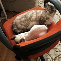 Scottish Fold, Kedi  Pars fotoğrafı