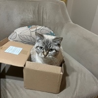 Scottish Fold, Kedi  Pars fotoğrafı