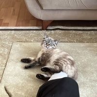 Scottish Fold, Kedi  Pars fotoğrafı