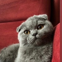 Scottish Fold, Kedi  müezza fotoğrafı