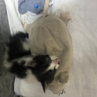 Tekir Kedi, Kedi  Korsan fotoğrafı