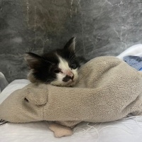 Tekir Kedi, Kedi  Korsan fotoğrafı