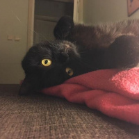 İran Kedisi (Persian), Kedi  Mocha fotoğrafı