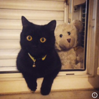 İran Kedisi (Persian), Kedi  Mocha fotoğrafı