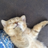 British Shorthair, Kedi  Sakız fotoğrafı