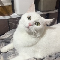 Ankara Kedisi, Kedi  Nazlı fotoğrafı