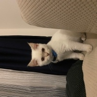 British Longhair, Kedi  Pera fotoğrafı