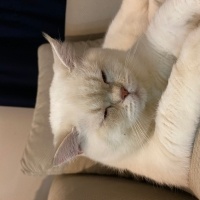 British Longhair, Kedi  Pera fotoğrafı