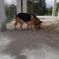 Alman Çoban Köpeği, Köpek  Ateş fotoğrafı