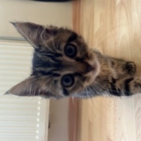 Tekir Kedi, Kedi  Minik fotoğrafı