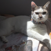 Tekir Kedi, Kedi  Mia fotoğrafı