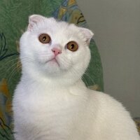 Scottish Fold, Kedi  Parla fotoğrafı