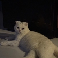 Scottish Fold, Kedi  Parla fotoğrafı