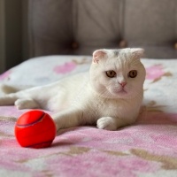 Scottish Fold, Kedi  Parla fotoğrafı