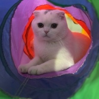 Scottish Fold, Kedi  Parla fotoğrafı