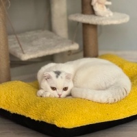 Scottish Fold, Kedi  Parla fotoğrafı