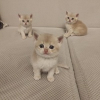British Shorthair, Kedi  AY-12 Gold fotoğrafı