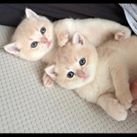 British Shorthair, Kedi  AY-12 Gold fotoğrafı