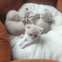 British Shorthair, Kedi  AY-12 Gold fotoğrafı