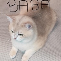 British Shorthair, Kedi  AY-12 Gold fotoğrafı