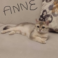 British Shorthair, Kedi  AY-12 Gold fotoğrafı