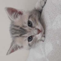 British Shorthair, Kedi  BRİTİŞH  fotoğrafı