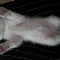 British Shorthair, Kedi  BRİTİŞH  fotoğrafı