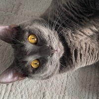 British Shorthair, Kedi  Gölge fotoğrafı