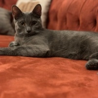British Shorthair, Kedi  Gölge fotoğrafı