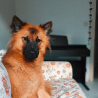 Sokö (Sokak Köpeği), Köpek  Alice fotoğrafı