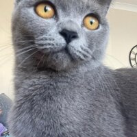 British Shorthair, Kedi  British fotoğrafı