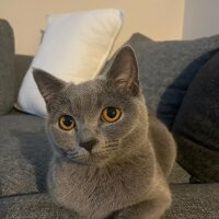 British Shorthair, Kedi  British fotoğrafı