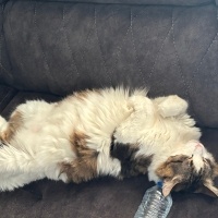 Tekir Kedi, Kedi  Diego fotoğrafı