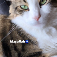 Tekir Kedi, Kedi  Diego fotoğrafı