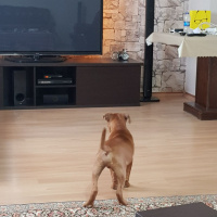 Amerikan Pitbull Terrier, Köpek  THOR fotoğrafı