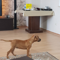 Amerikan Pitbull Terrier, Köpek  THOR fotoğrafı