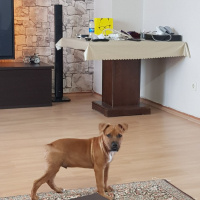 Amerikan Pitbull Terrier, Köpek  THOR fotoğrafı