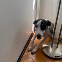 Border Collie, Köpek  Lila fotoğrafı