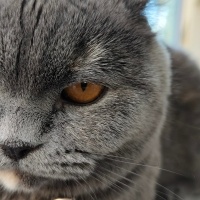 British Shorthair, Kedi  Pamuk fotoğrafı