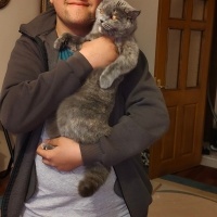 British Shorthair, Kedi  Pamuk fotoğrafı