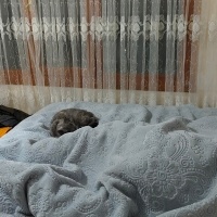 British Shorthair, Kedi  Pamuk fotoğrafı