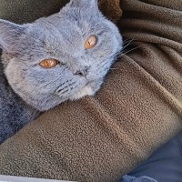 British Shorthair, Kedi  Pamuk fotoğrafı