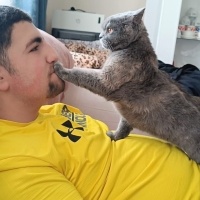 British Shorthair, Kedi  Pamuk fotoğrafı