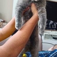 British Shorthair, Kedi  Pamuk fotoğrafı