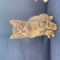 Tekir Kedi, Kedi  minnak fotoğrafı
