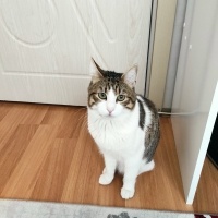 Tekir Kedi, Kedi  Psycho fotoğrafı