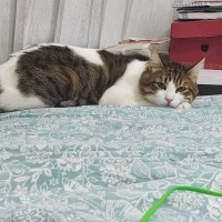 Tekir Kedi, Kedi  Psycho fotoğrafı