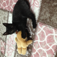 Tekir Kedi, Kedi  Zeytin fotoğrafı