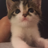 Tekir Kedi, Kedi  jonathan fotoğrafı